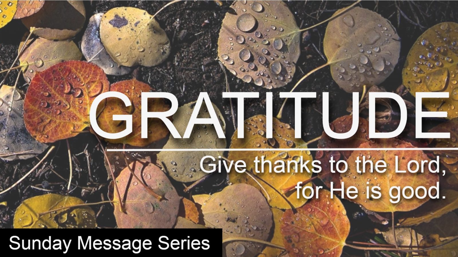 GratitudeSeries